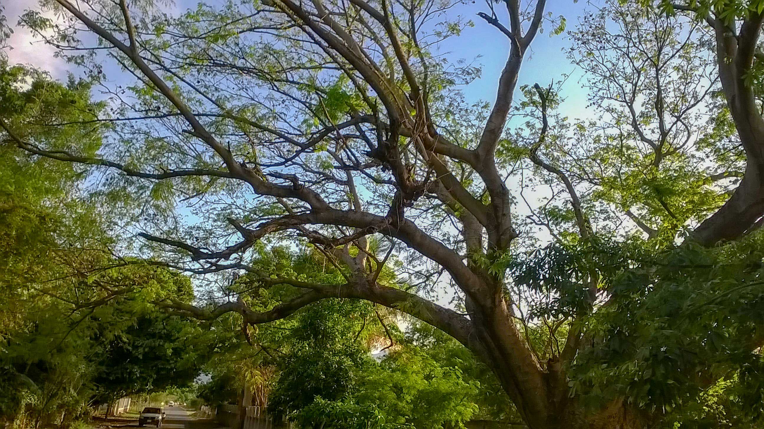 parota