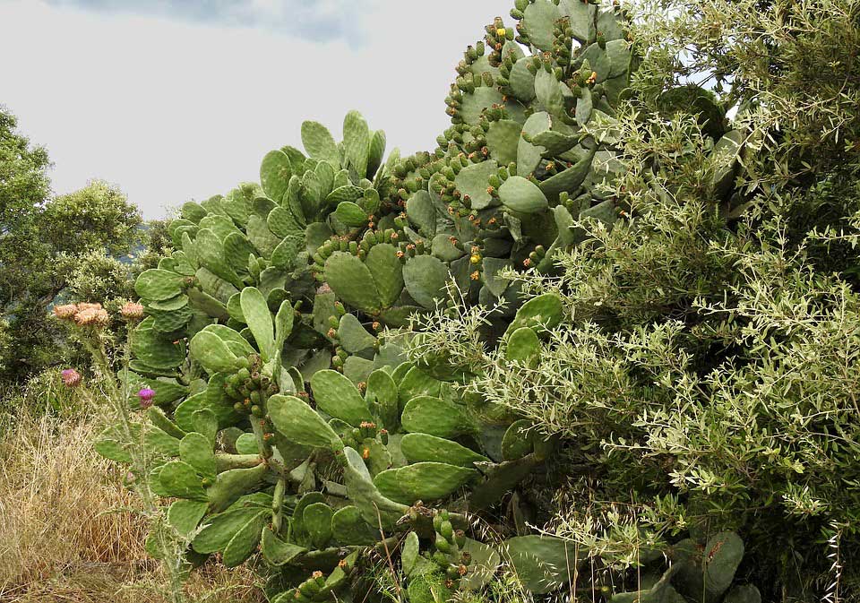 imagen de un nopal frondoso.